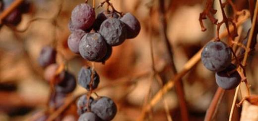 Как размножать виноград в домашних условиях черенками и отводами Что такое черенок винограда