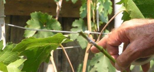 Regler for formering av druer ved stiklinger om våren Formering av druer ved stiklinger