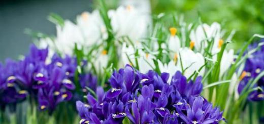 Iriși foarte frumoși: fotografii, descrieri, cele mai bune soiuri de flori Soiuri de irisi de grădină