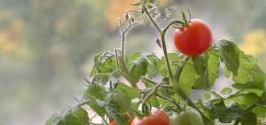 Pomidorlar: toxumdan fidan yetişdirmək, açıq yerə əkmək və qulluq Torpaqda pomidor yetişdirmək