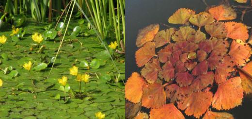 Растения для садовых водоёмов Интересная информация о водных растениях