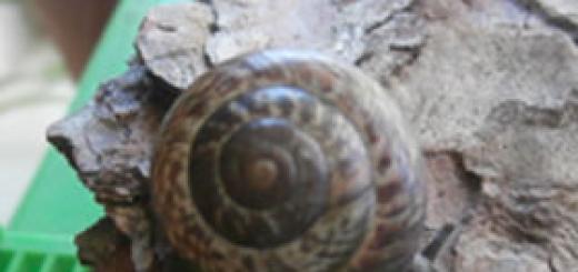 Bush snail, what is known about it?