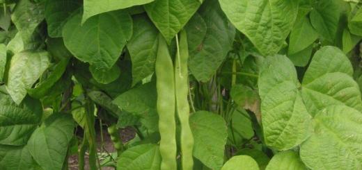 Kacang - fitur budidaya dan penaburan Cara menanam kacang di rumah