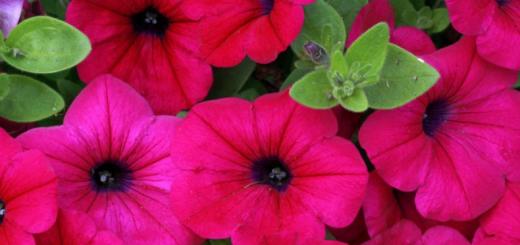 How to water petunia for abundant flowering?