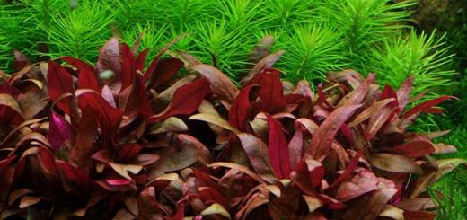Alternanthera akváriumi növény
