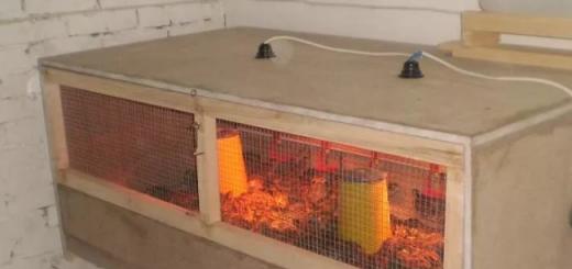 Правильний режим обігріву для курчат за допомогою теплових ламп