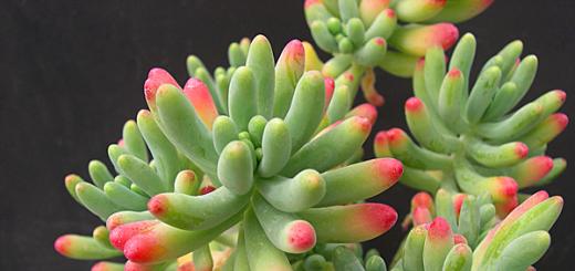 Sedum: choosing a variety, planting and caring for it