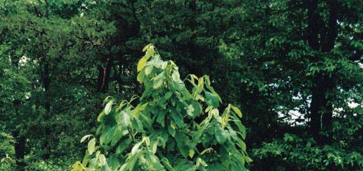 Азимина (банановое дерево): описание, уход и выращивание