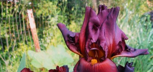 Радуга в саду – сорта ирисов с фото и названиями Цветы распределяют и по окраске