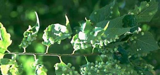 Hvite bladlus på planter: hvordan bli kvitt dem raskt?