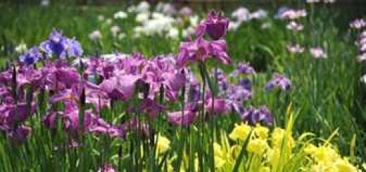 Bearded irises, where and how to plant them?