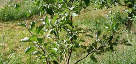 Hvordan plante et epletre om våren Hvordan plante et epletre riktig trinnvise instruksjoner