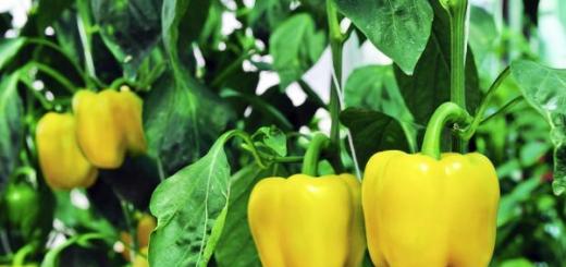 Why do peppers wither in a greenhouse?