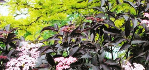 Plantación y cuidado de saúco negro riego poda reproducción Saúco negro con hojas amarillas