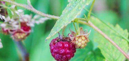 Treatment of raspberries in spring against diseases and pests