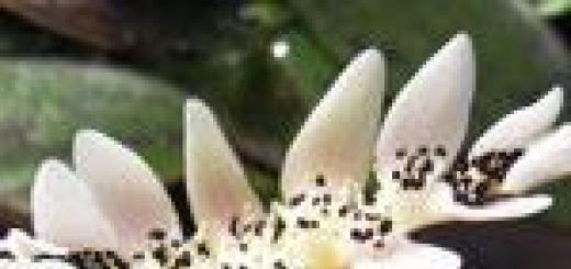 Sekély vízi mocsári növények nevekkel és fotókkal