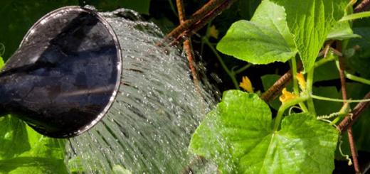 Hvordan vanne agurker riktig i et drivhus Når kan du vanne agurker etter planting