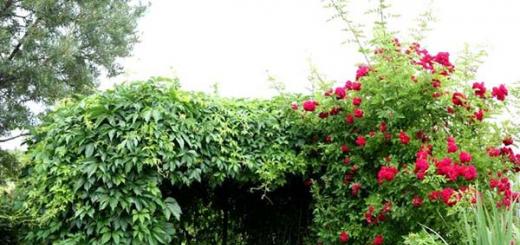 बाग आणि घर सजवण्यासाठी बारमाही लिआना: रंगीत फोटो, नावे आणि प्रजातींचे वर्णन रेड ट्रंक लिआना