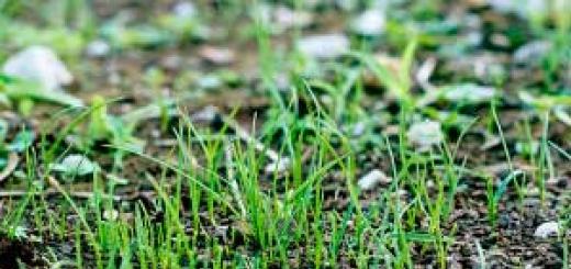 Чи можна садити газонну траву восени?
