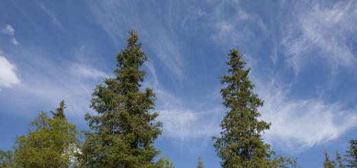 Spruce Siberian height.  Siberian blue spruce.  Types of Siberian spruce