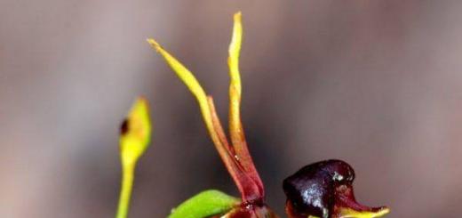 Sunshet Agrosuccess - ochrana rastlín pred spálením a suchom Najneobvyklejšie orchidey
