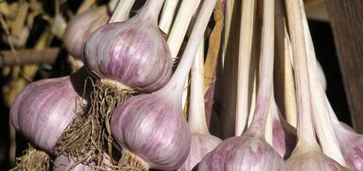 Harvesting times and storage methods for garlic Preparing garlic for winter storage