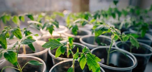 Açık alanda domates: yetiştirme ve bakım Domates ekimi hakkında her şey