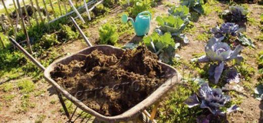 When and how to properly apply manure to the soil