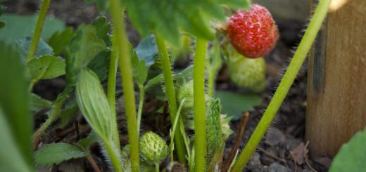 Fertilizing strawberries during flowering and berry setting